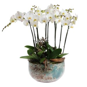 Orchideen-Arrangement 5 weiße Orchideen in blau-brauner Schale