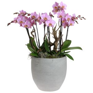 Orchideen-Arrangement 5 rosa Orchideen im grauen Topf