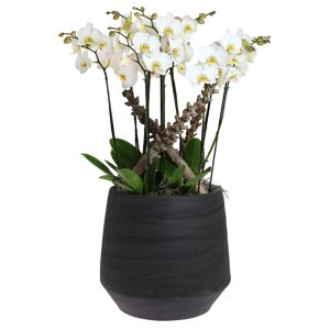 Orchideen-Arrangement 5 weiße Orchideen im schwarzen Topf