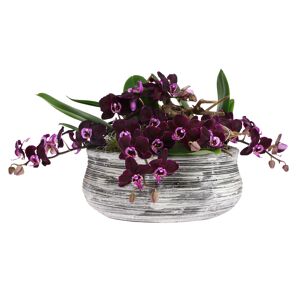 Orchideen-Arrangement 3 violette Orchideen in schwarz-weiß gestreifter Schale