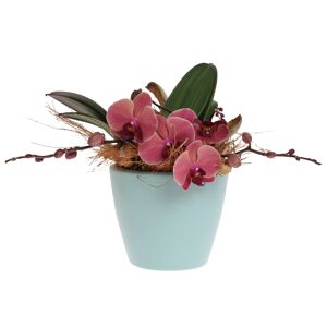Orchideen-Arrangement 1 kupferrote Orchidee im blauen Topf