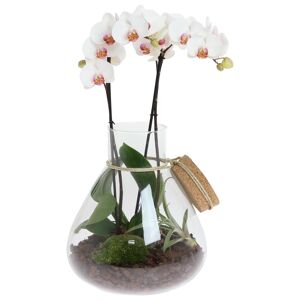 Orchideen-Arrangement 1 weiße Orchidee im Glas mit Deko-Korken