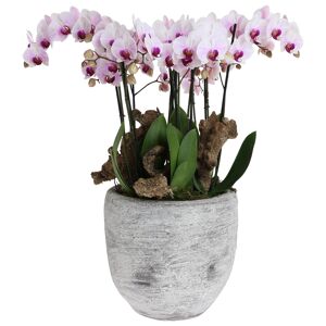 Orchideen-Arrangement 4 weiß-violette Orchideen im grauen Topf