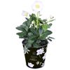 Christrose im Zinktopf Botanical, 12 cm Topf