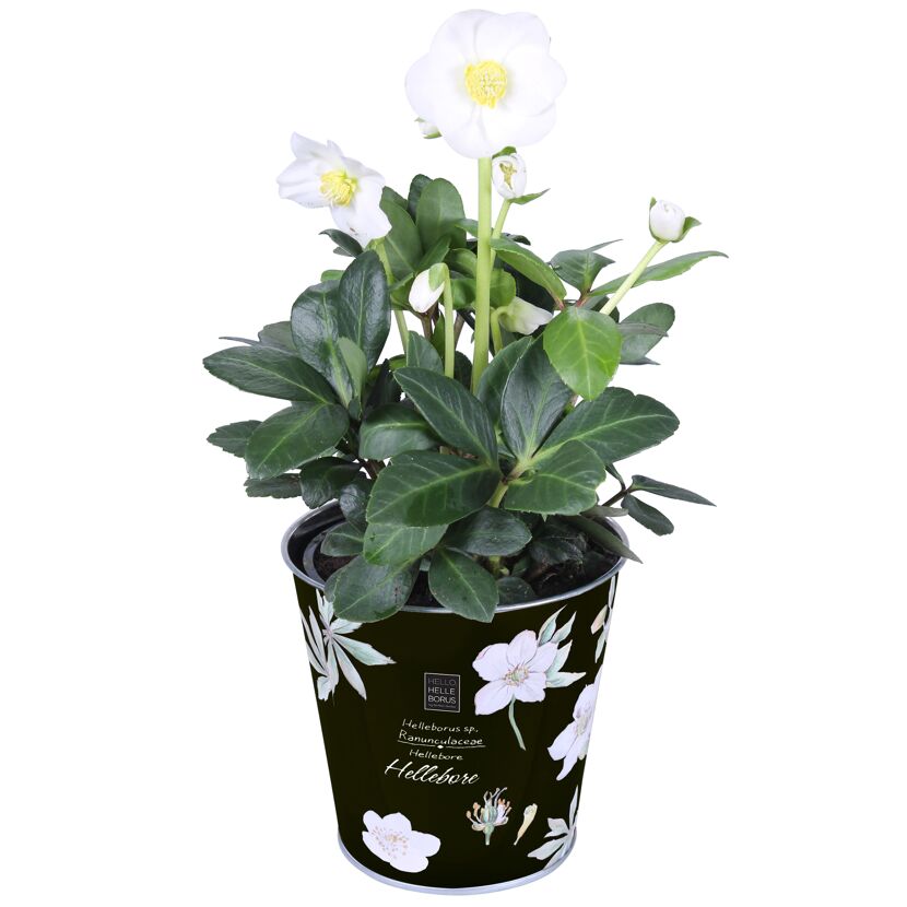 Christrose im Zinktopf Botanical, 12 cm Topf