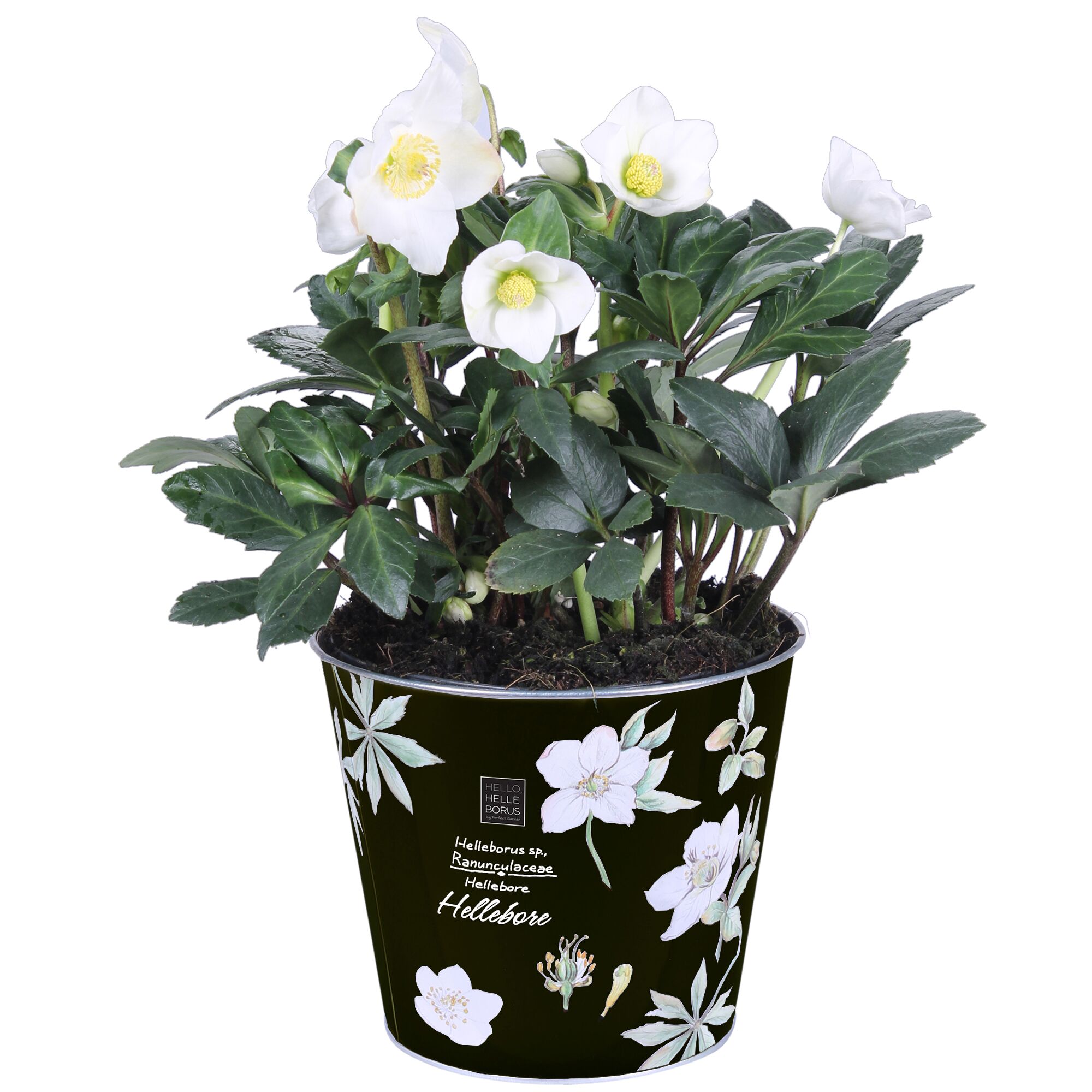 Weiße Christrose im Zinktopf