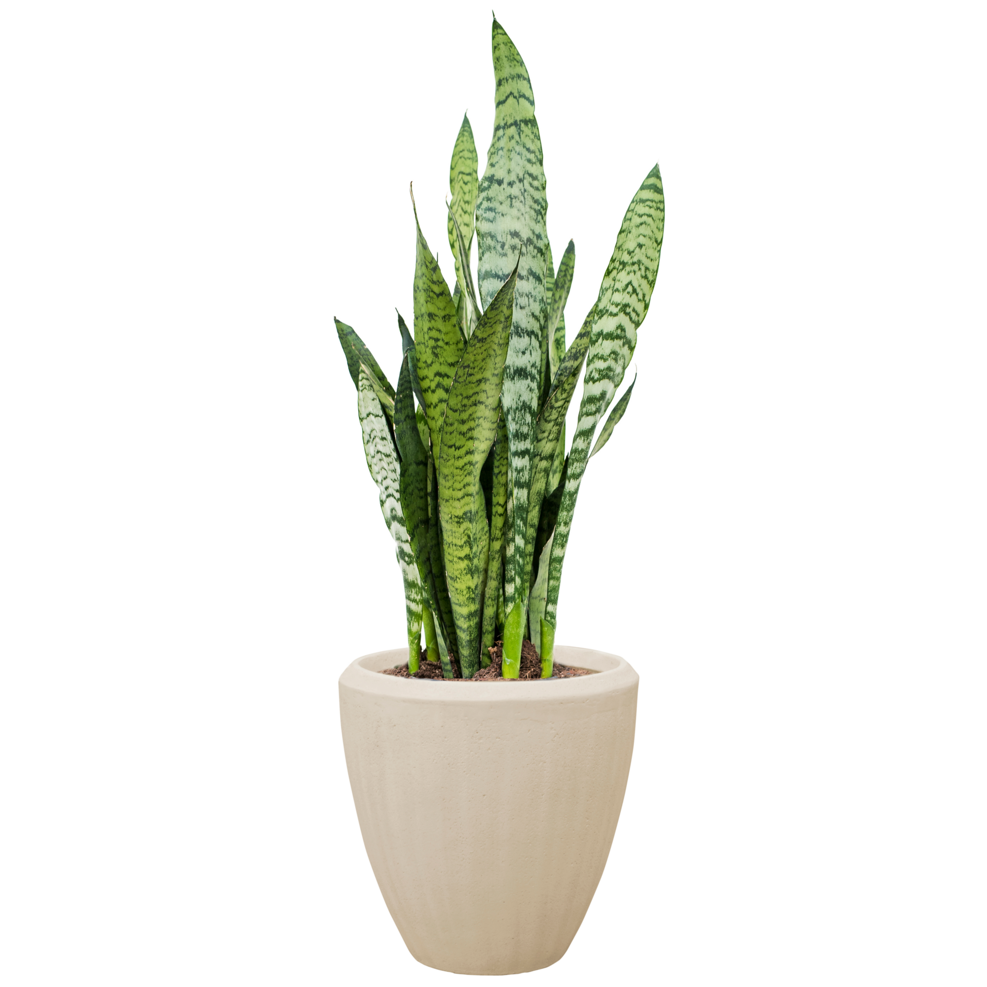 Sommerflieder Schneiden Wann Und Wie Plantura Sommerflieder Schneiden Wann Und Wie Plantura