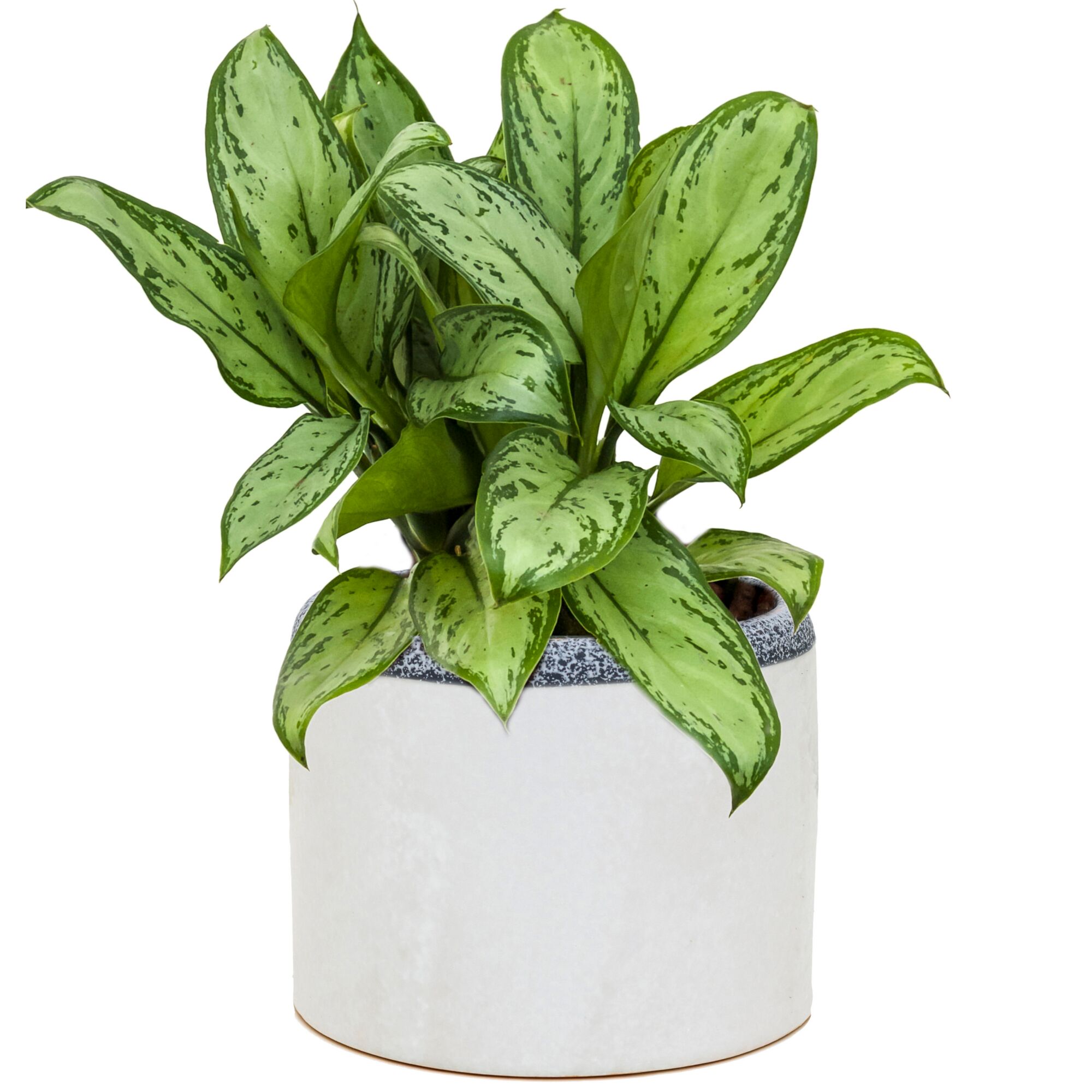 Aglaonema im Topf