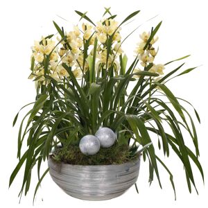 XXL-Cymbidium-Orchidee mit 6 Rispen gelb inkl. silberner Schale