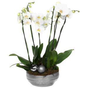 XXL-Schmetterlingsorchidee mit 6 Rispen weiß inkl. silberner Schale