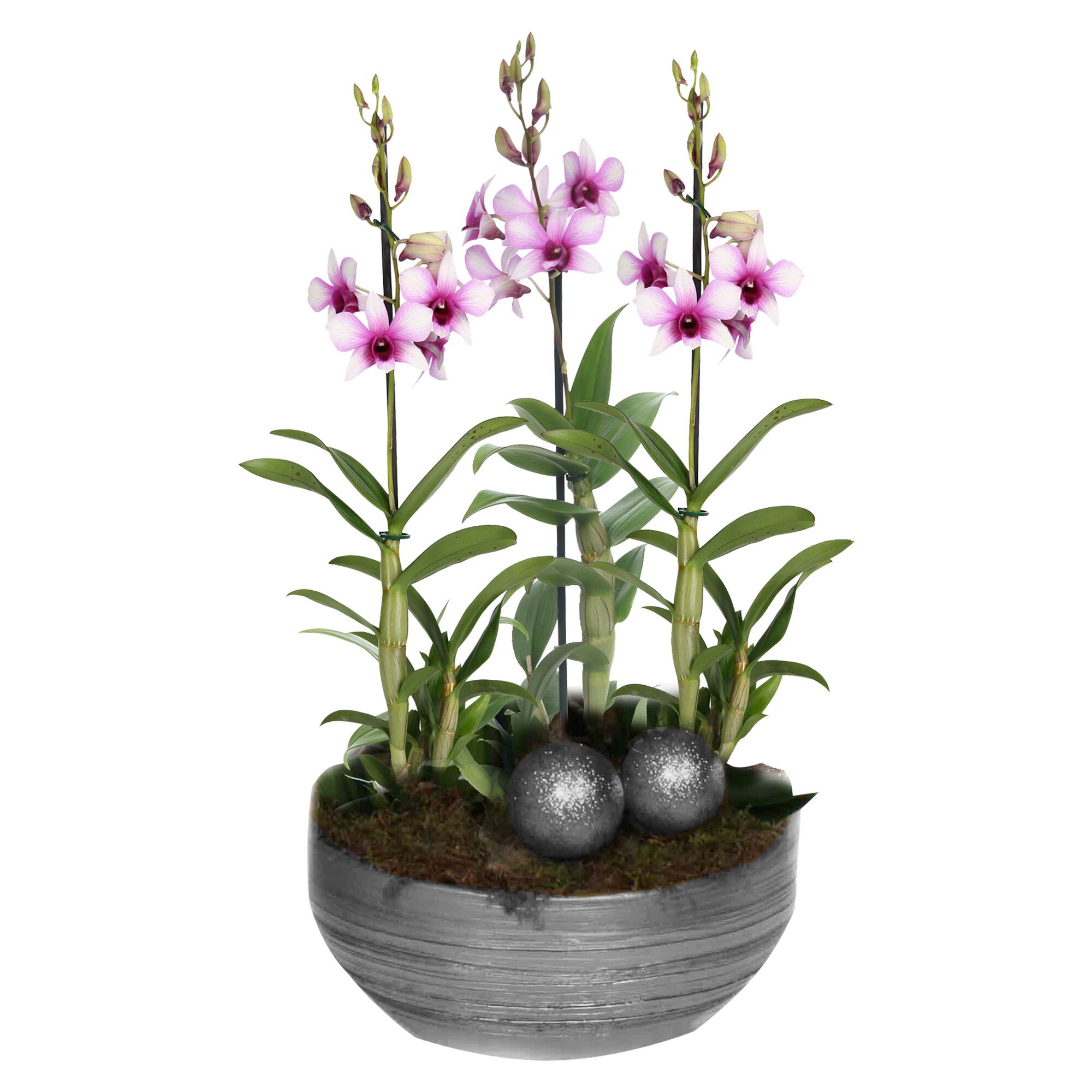 Dreifachorchidee Dendrobium in silbernem Übertopf