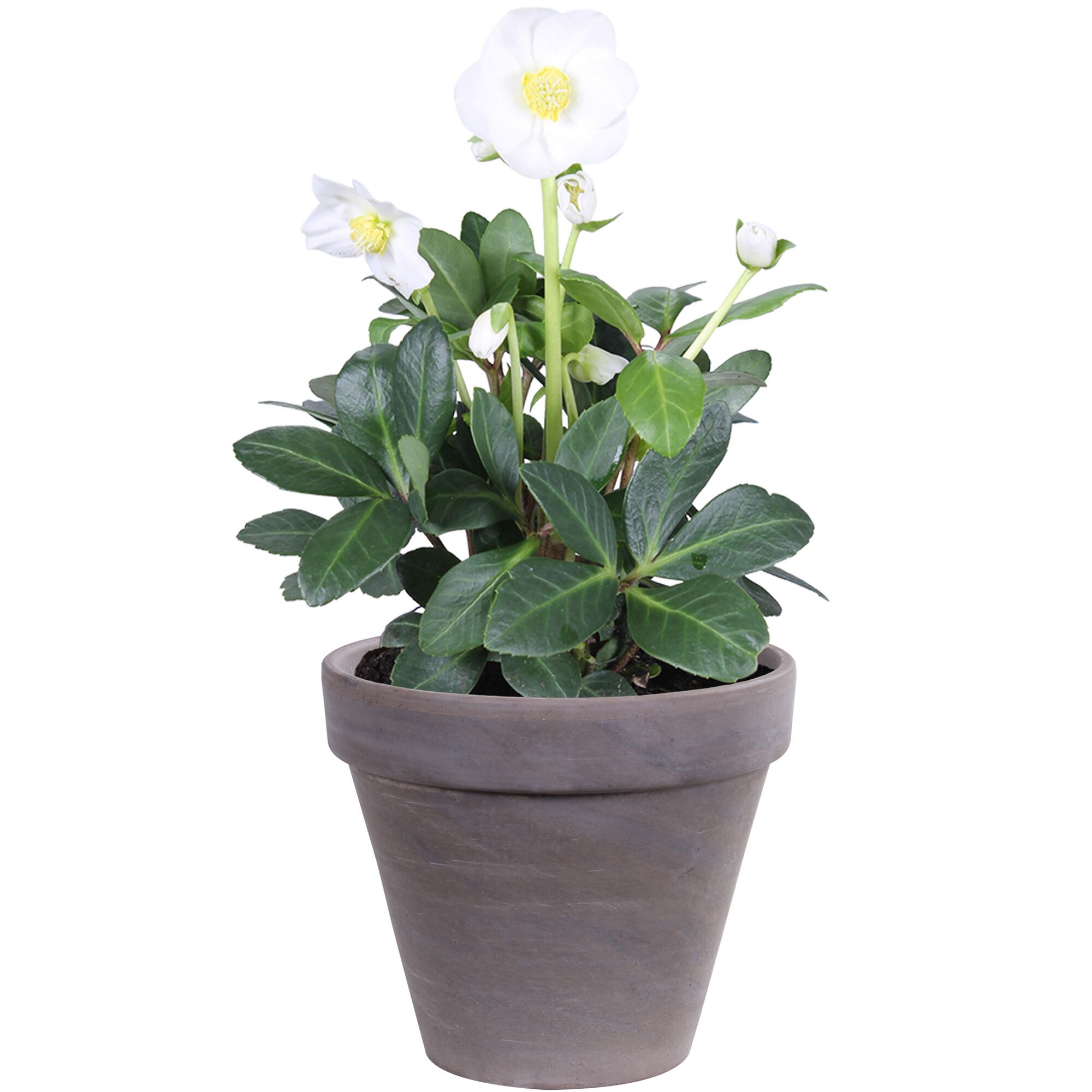 Weiße Christrose im grauen Topf