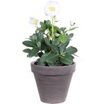 Beetpflanzen & Balkonpflanzen online bestellen toom Baumarkt