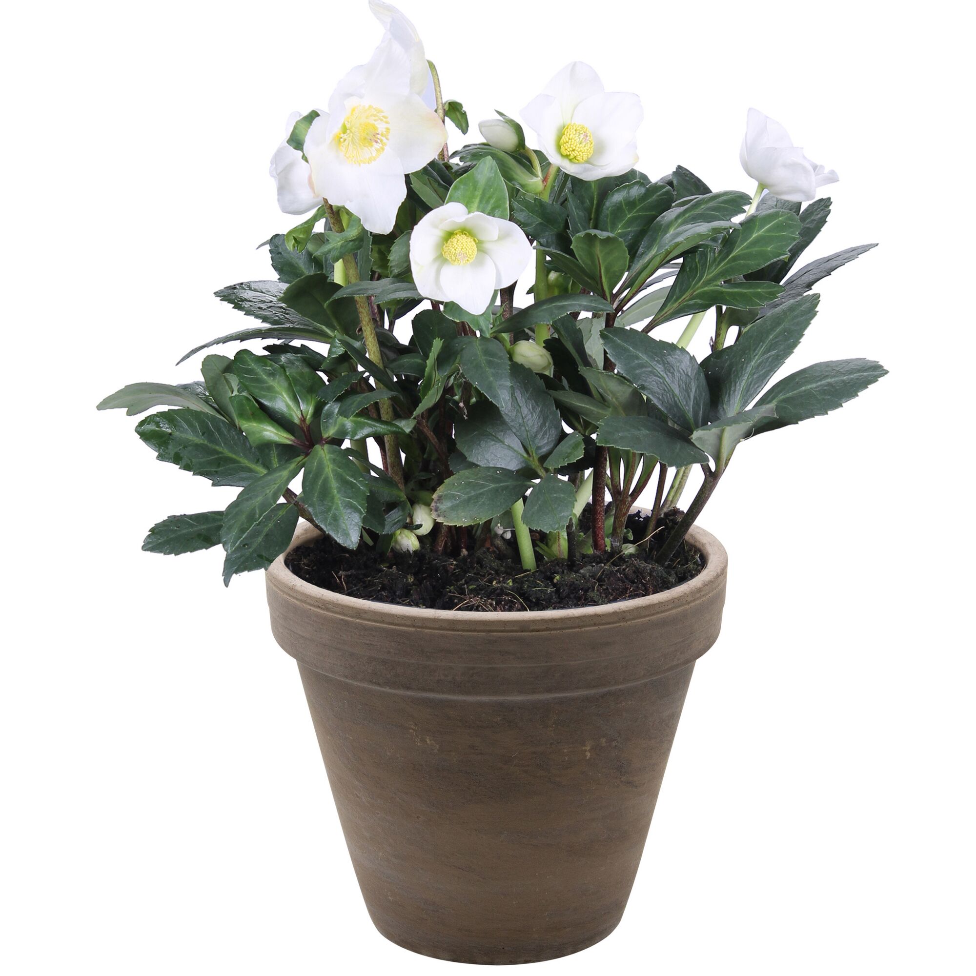 Weiße Christrose im Topf