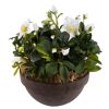 Topf mit weißer Christrose
