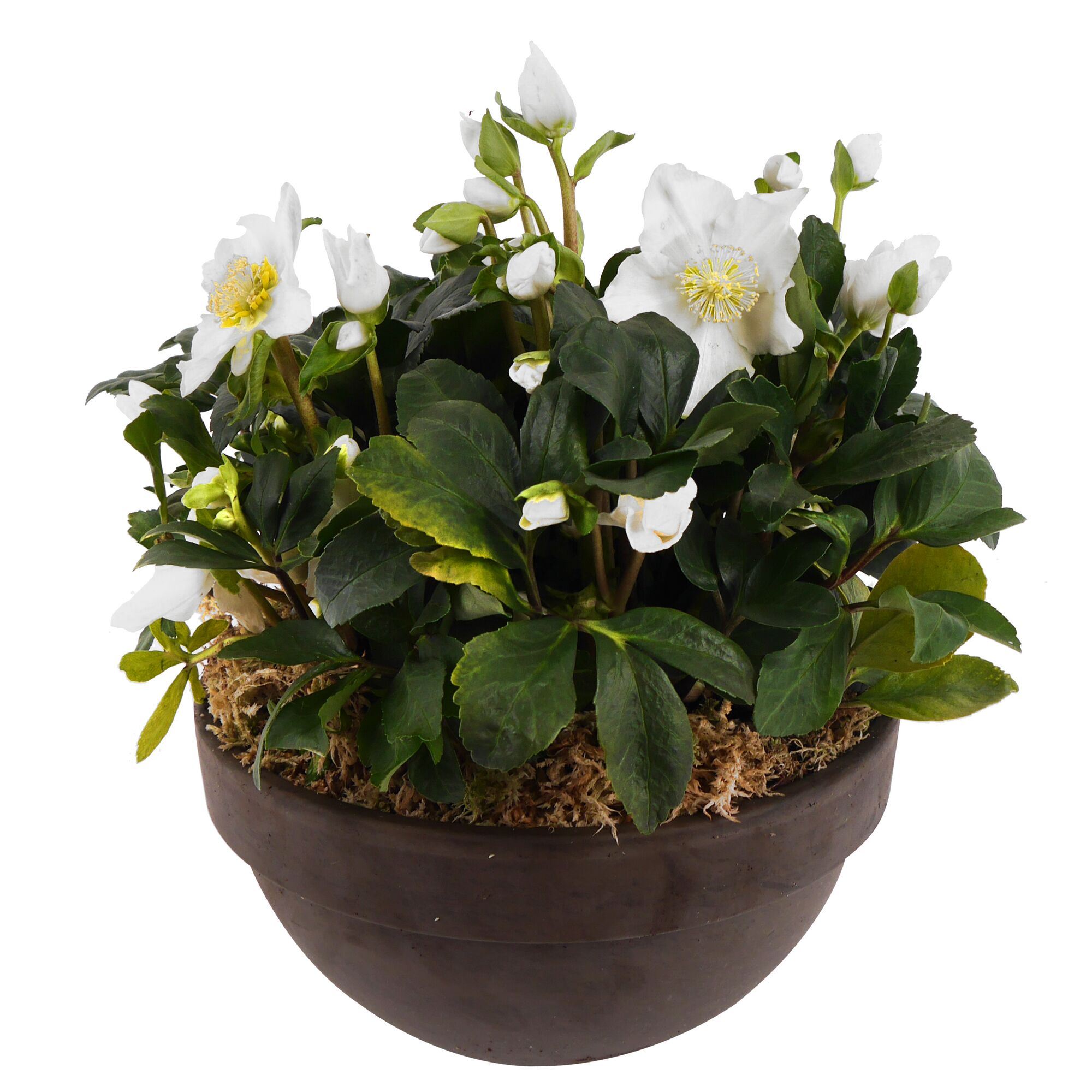 Topf mit weißer Christrose