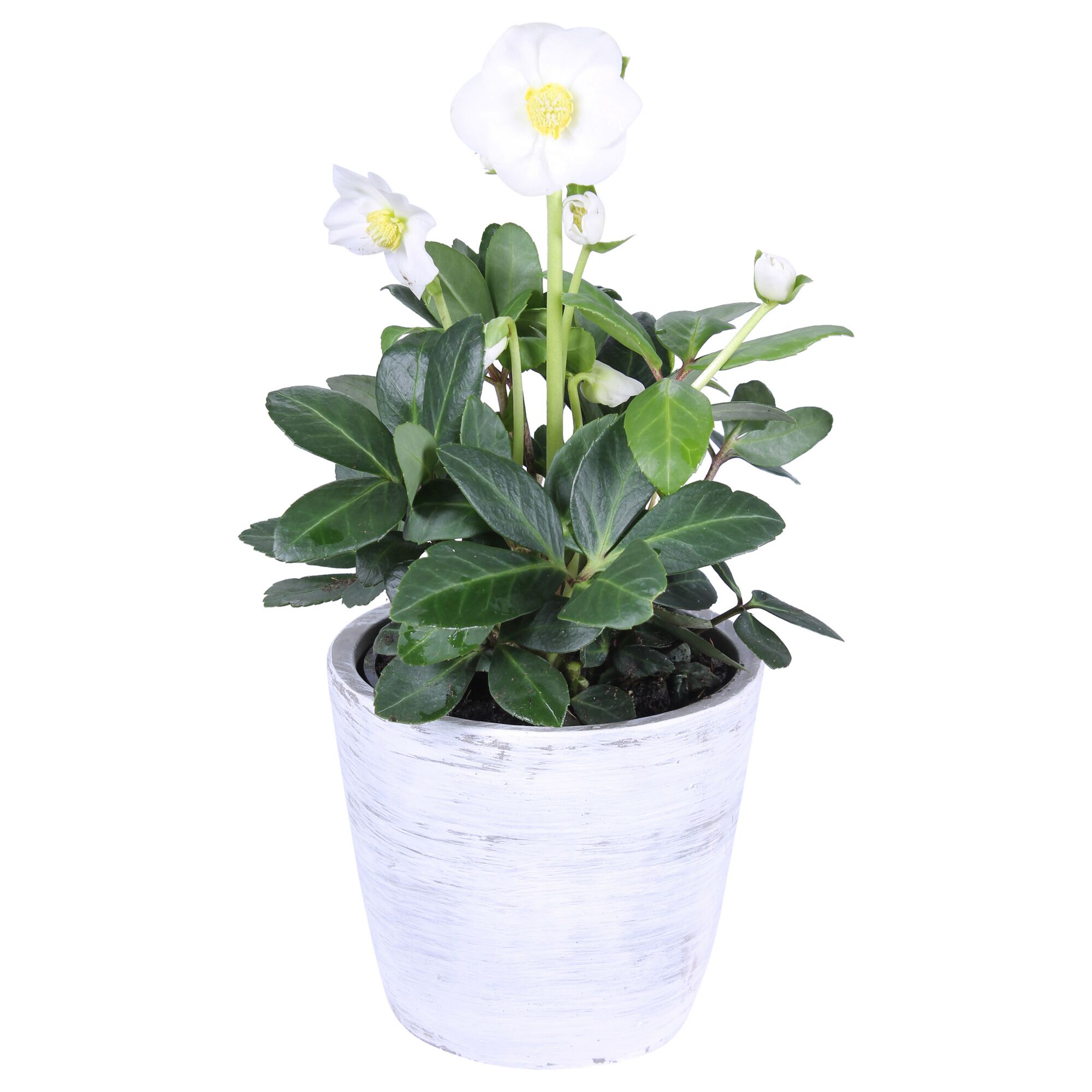 Weiße Christrose im grauen Topf