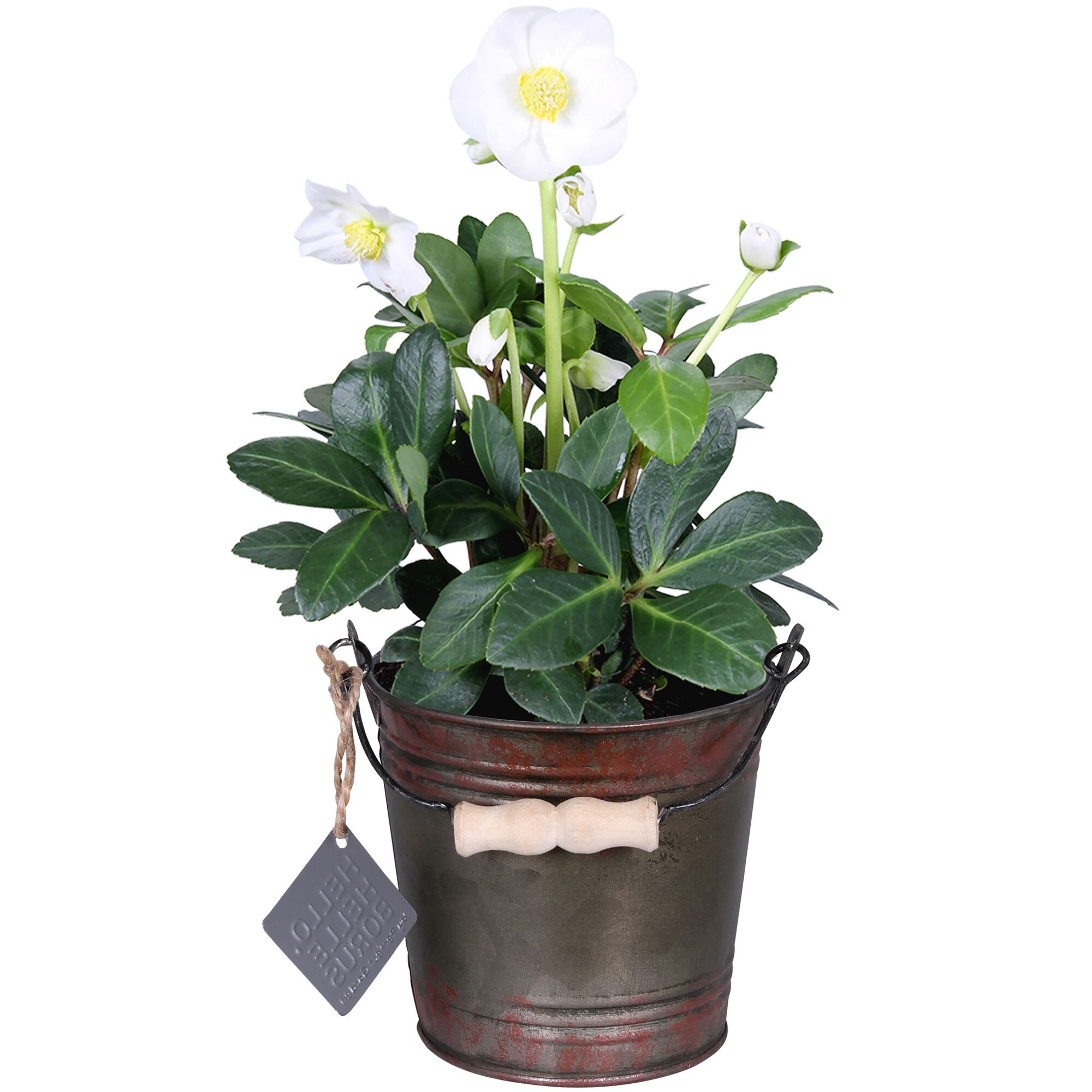 Weiße Christrose im Topf