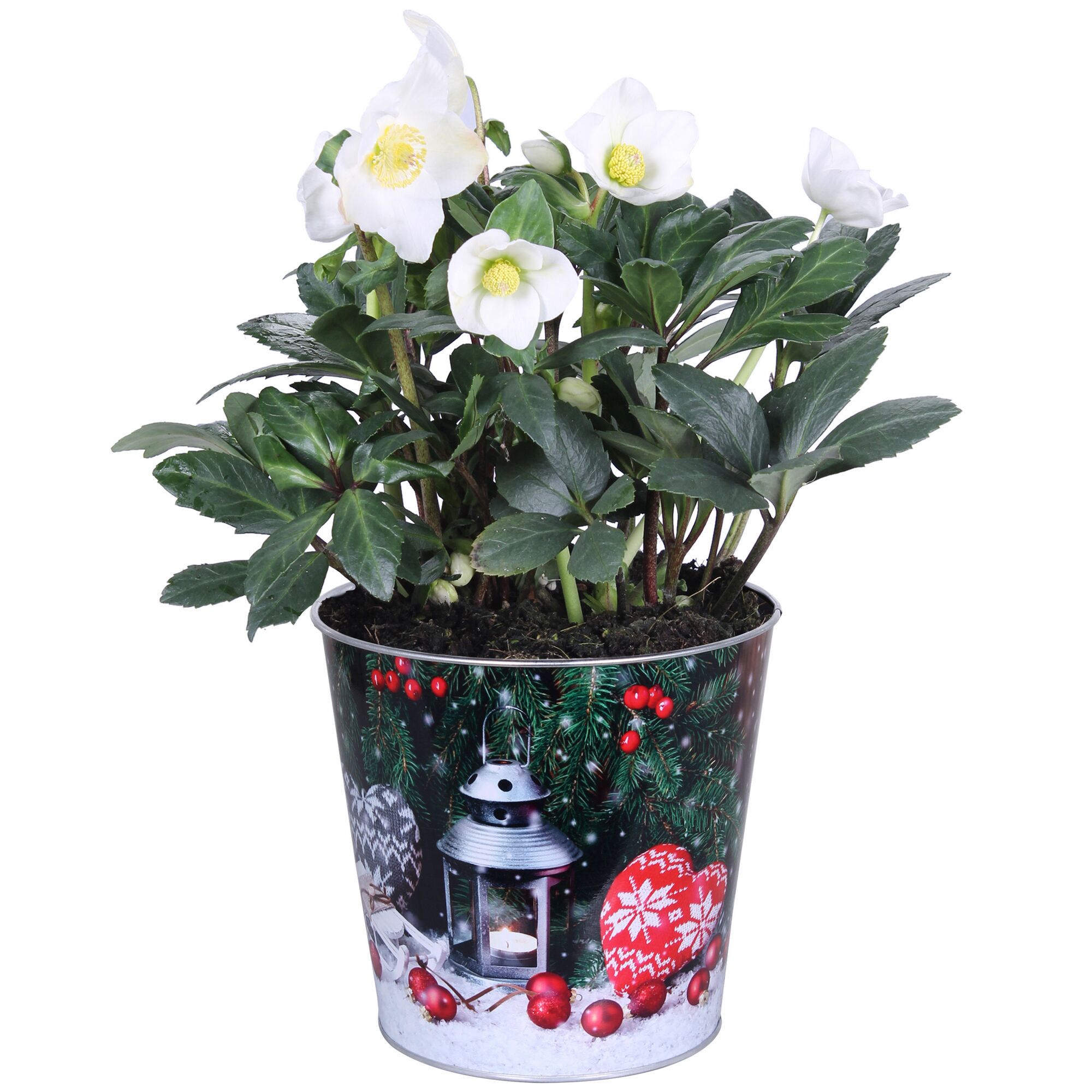 Weiße Christrose im weihnachtlichen Topf