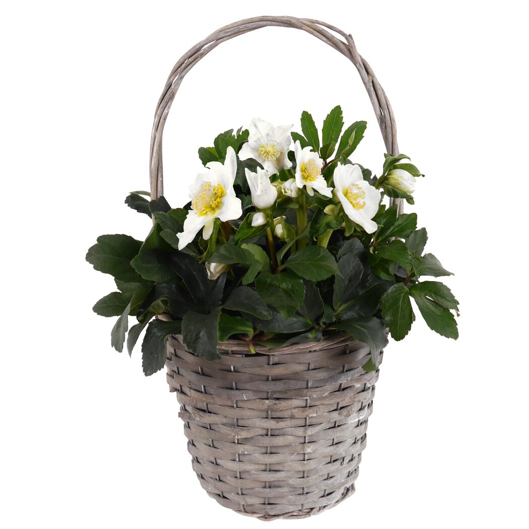 Weiße Christrosen im Weidenkorb