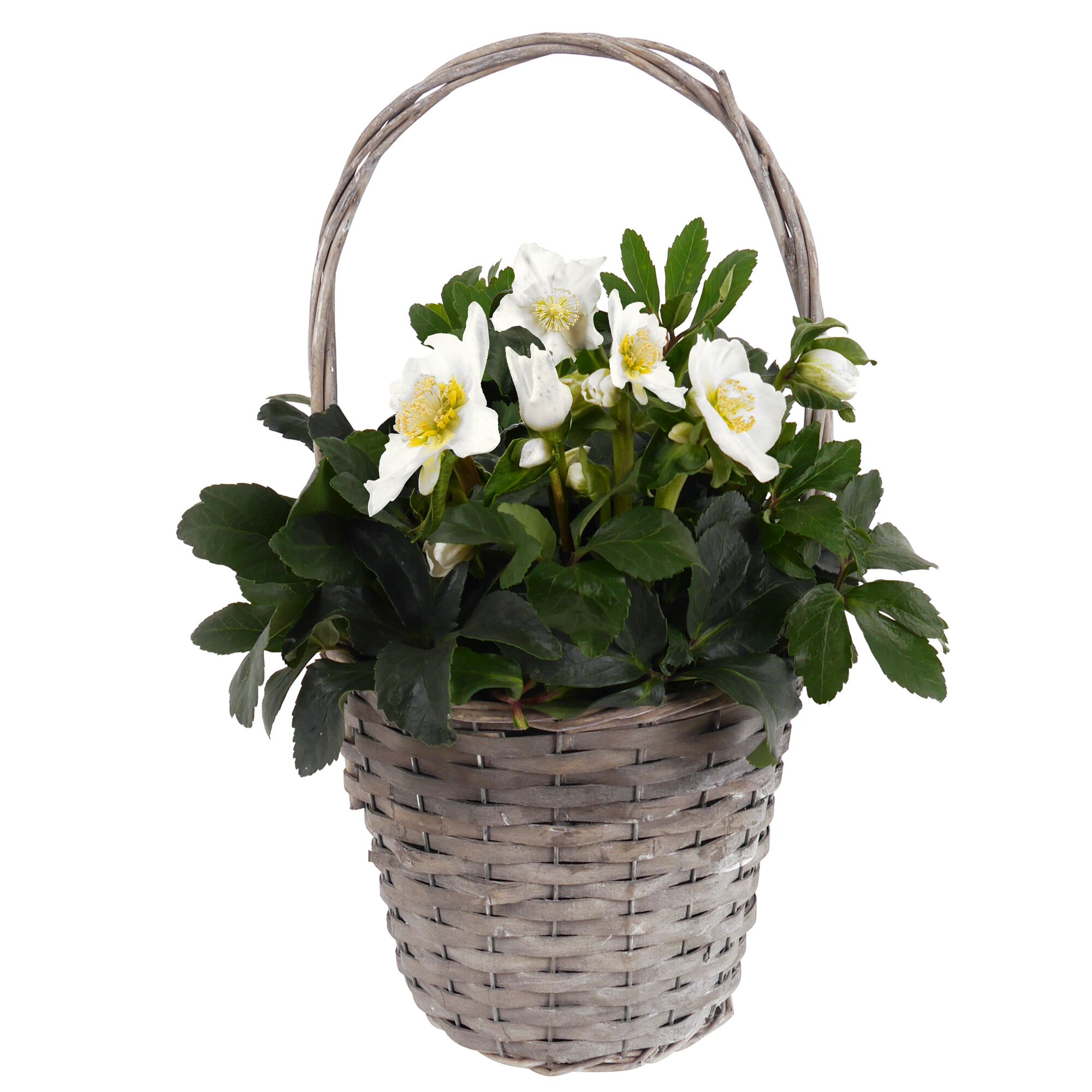 Weiße Christrosen im Weidenkorb
