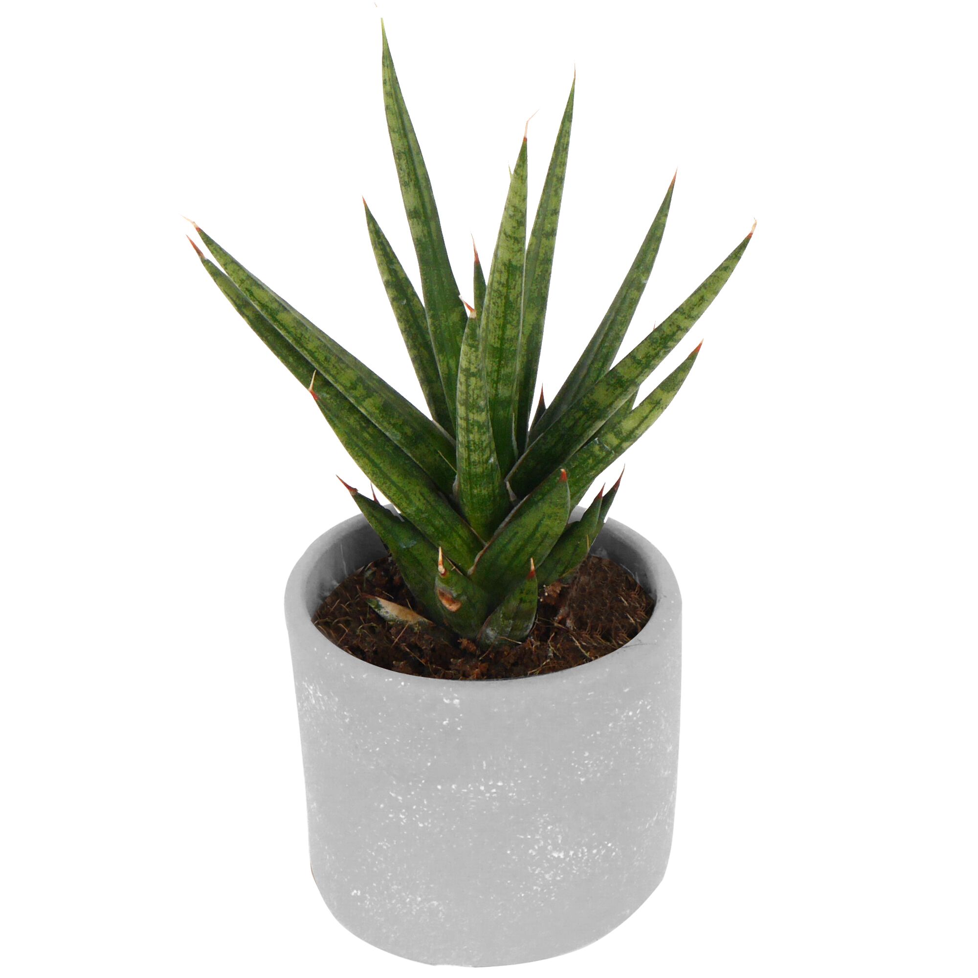 Sansevieria francisi in grauem Keramiktopf