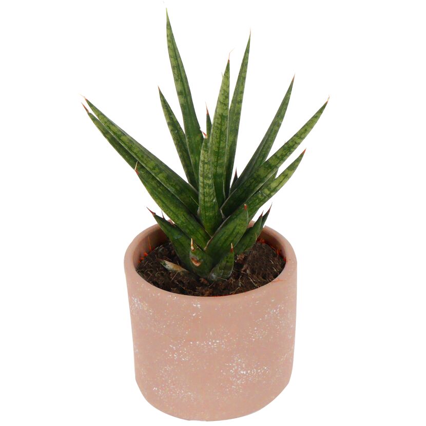 Sansevieria Francis Keramik Raw