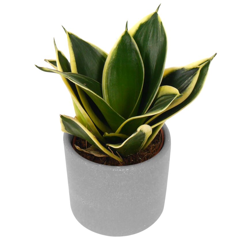 Sansevieria Trifasciata 'Jade Pagoda' in grauem Topf
