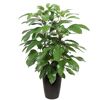 Schefflera im Topf