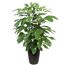 Schefflera im Topf