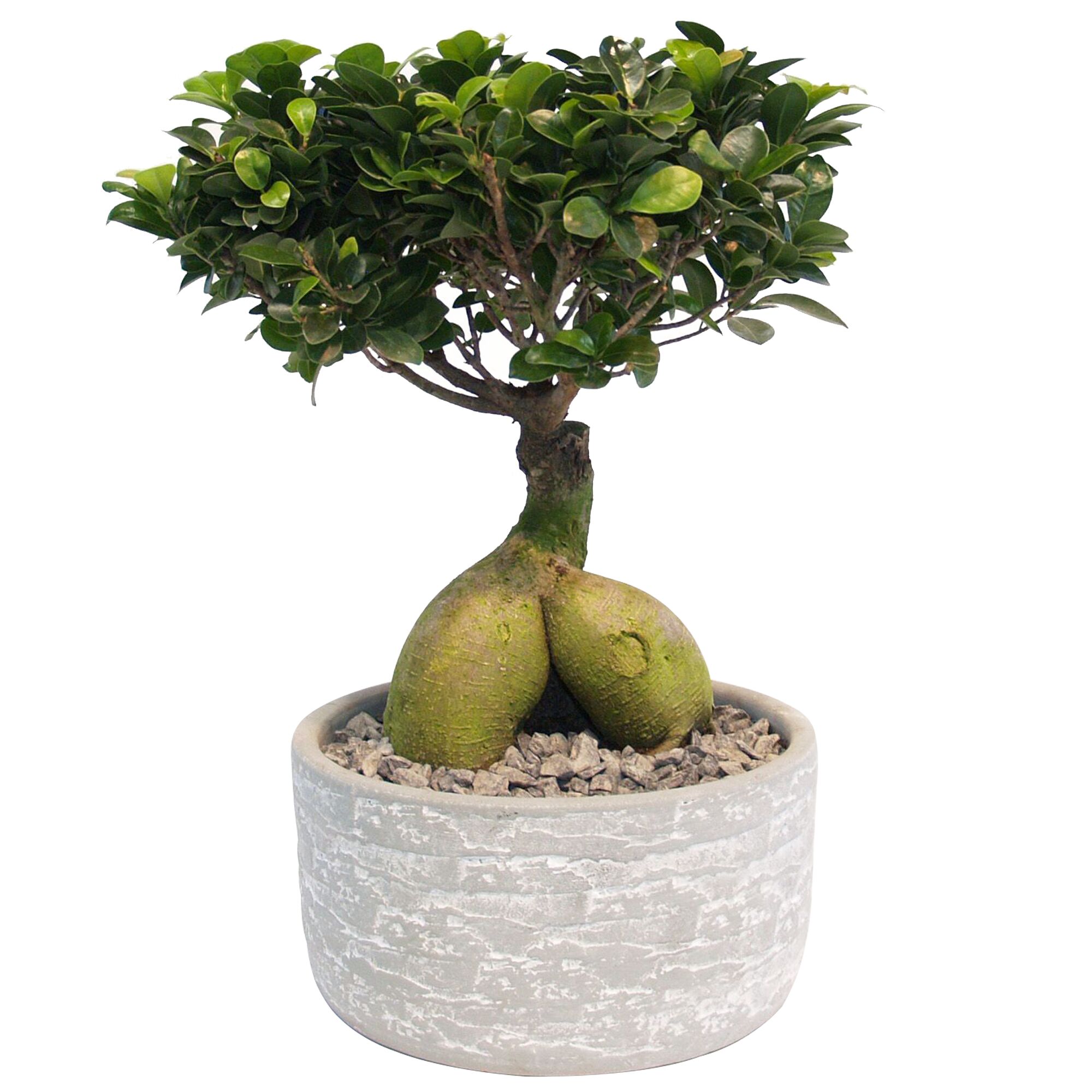 Ginseng Bonsai in Keramik-Schale
