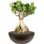 Ginseng Bonsai in brauner Schale