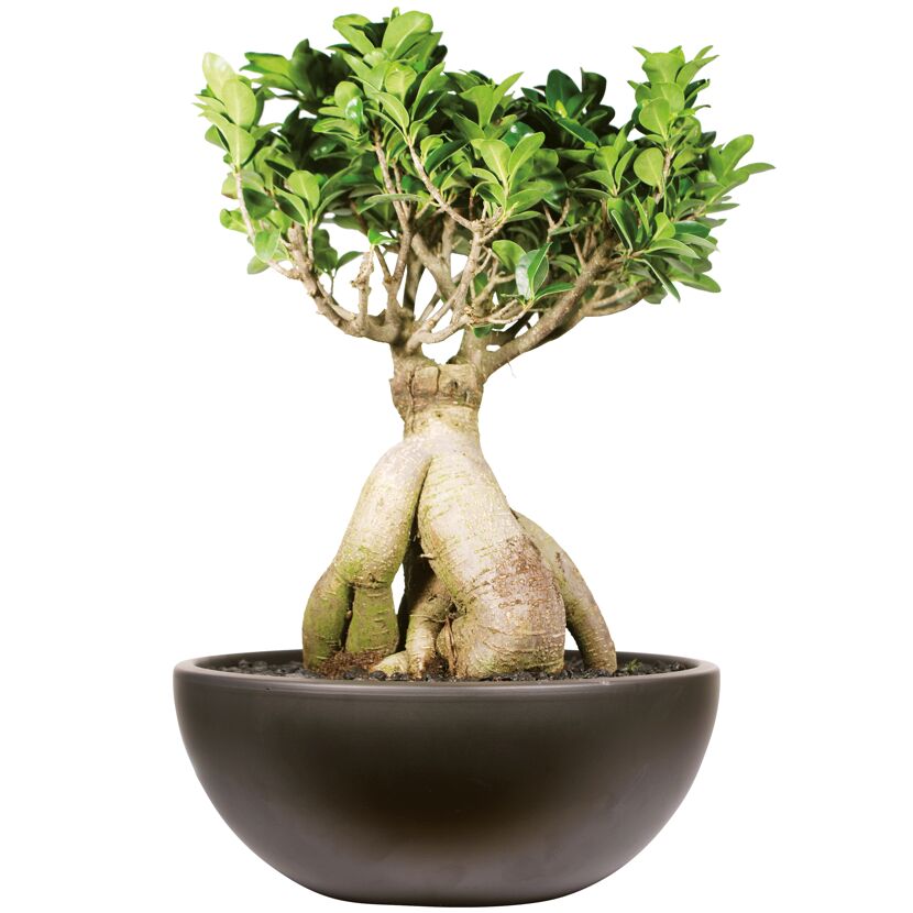 Ginseng Bonsai in brauner Schale