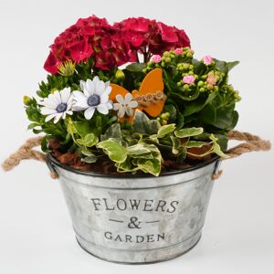 Flower & Garden im Zinktopf 25 cm Topf