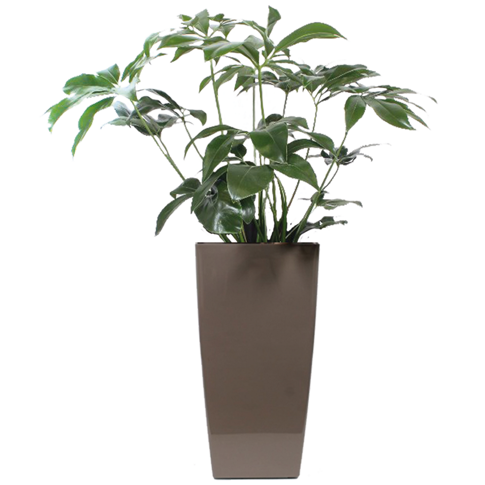 Philodendron 'Green Wonder' 40 cm Wasserspeichergefäß, verschiedene Farben + product picture