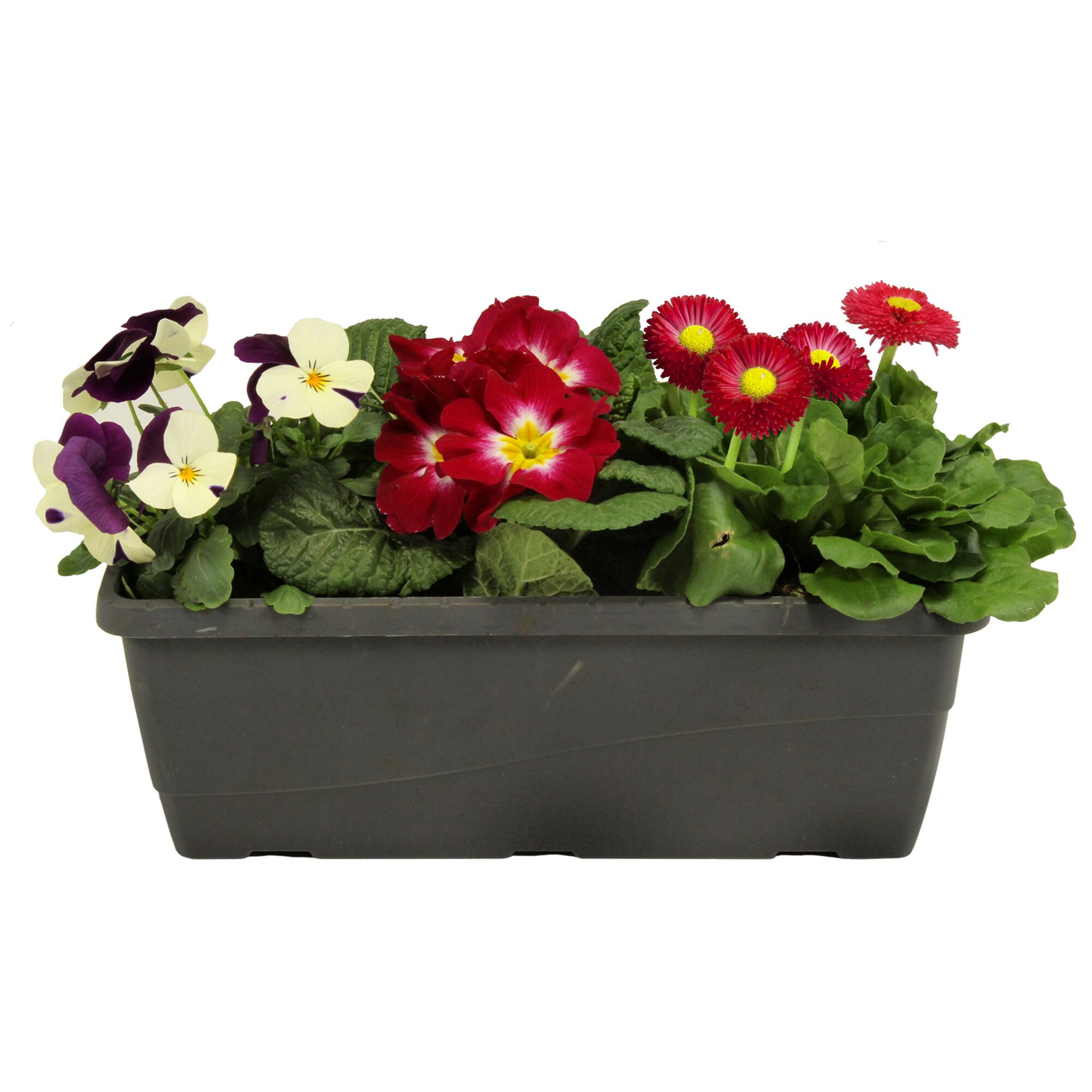 Blumenkasten mit Stiefmütterchen, Primeln und Gänseblümchen