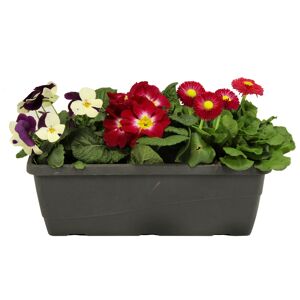 Balkonkasten bepflanzt mit Frühlingsblühern 27 cm Topf