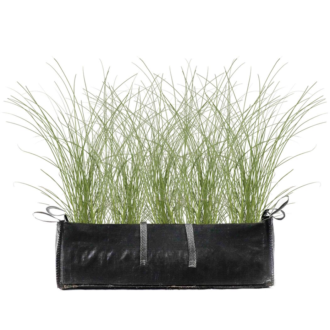Calamagrostis x acutiflora 'Karl Foerster' in einem schwarzen Pflanzgefäß