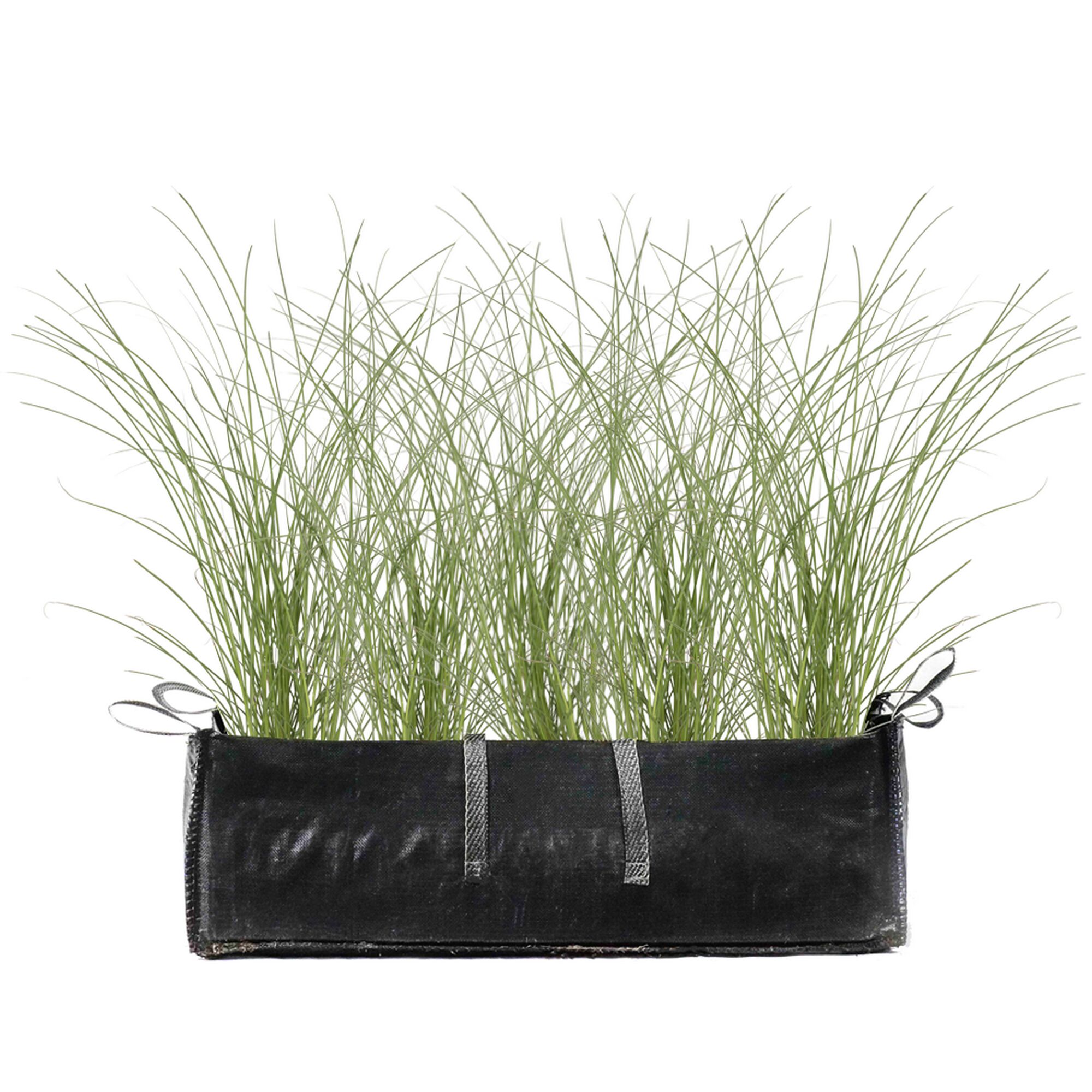 Calamagrostis x acutiflora 'Karl Foerster' in einem schwarzen Pflanzgefäß