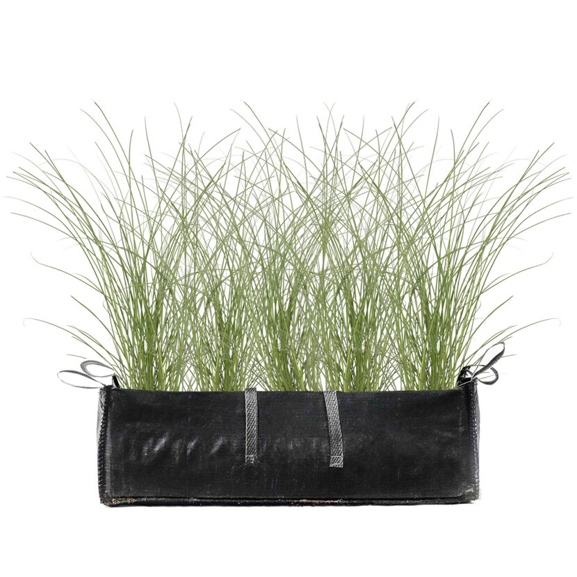 Calamagrostis x acutiflora 'Karl Foerster' in einem schwarzen Pflanzgefäß