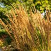 Goldgelbes Ziergras Calamagrostis x Karl Foerster