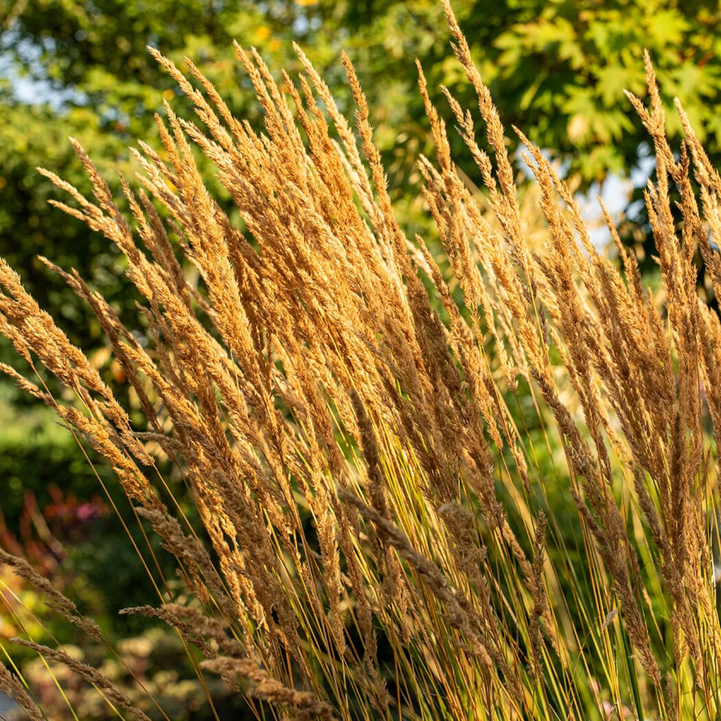 Goldgelbes Ziergras Calamagrostis x Karl Foerster