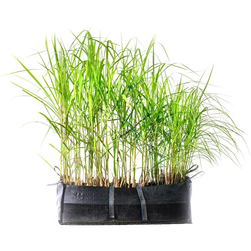 Miscanthus x gigante in einem schwarzen Pflanzgefäß