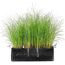 Miscanthus sinensis Gracillimus in einem schwarzen Topf