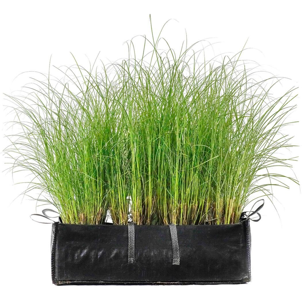 Miscanthus sinensis Gracillimus in einem schwarzen Topf