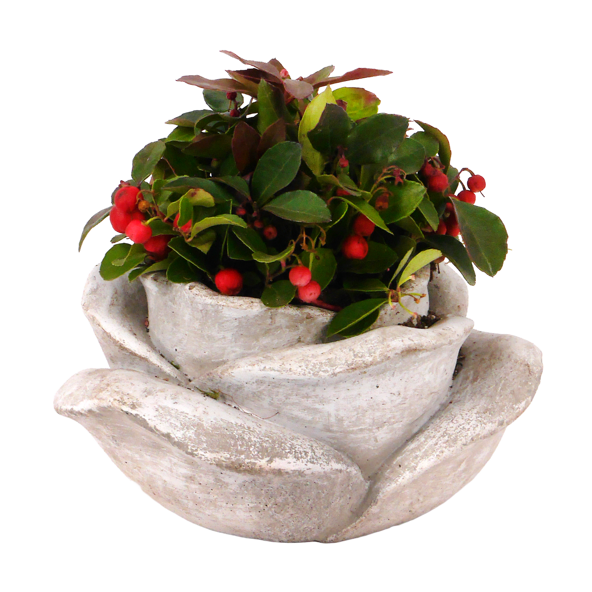 Schale bepflanzt 18 cm Topf