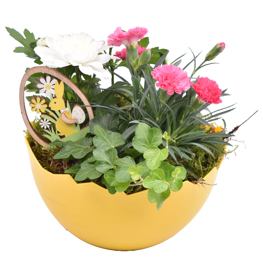Frühlingspflanzen in Eierschale 17 cm