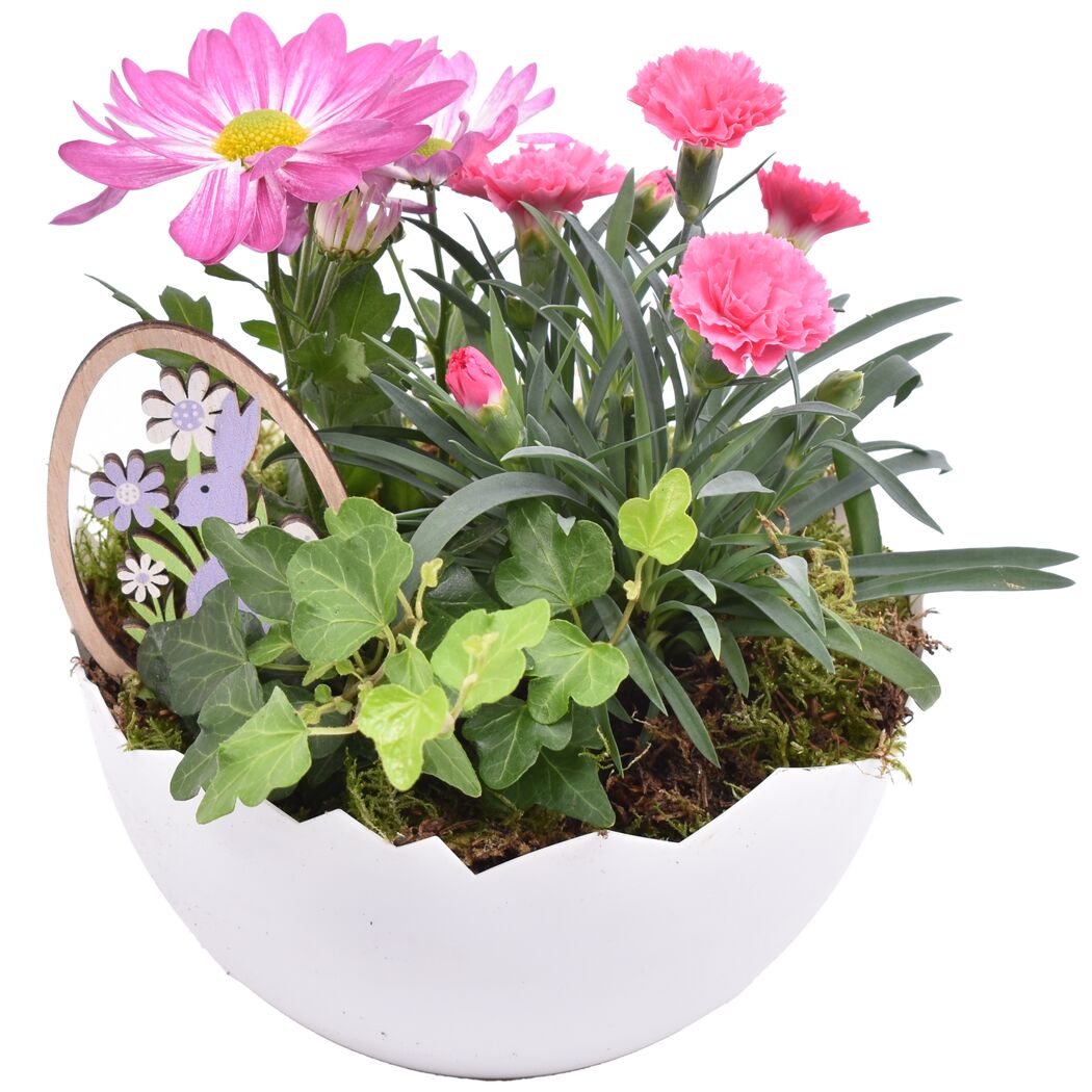 Frühlingspflanzen in Eierschale 17 cm