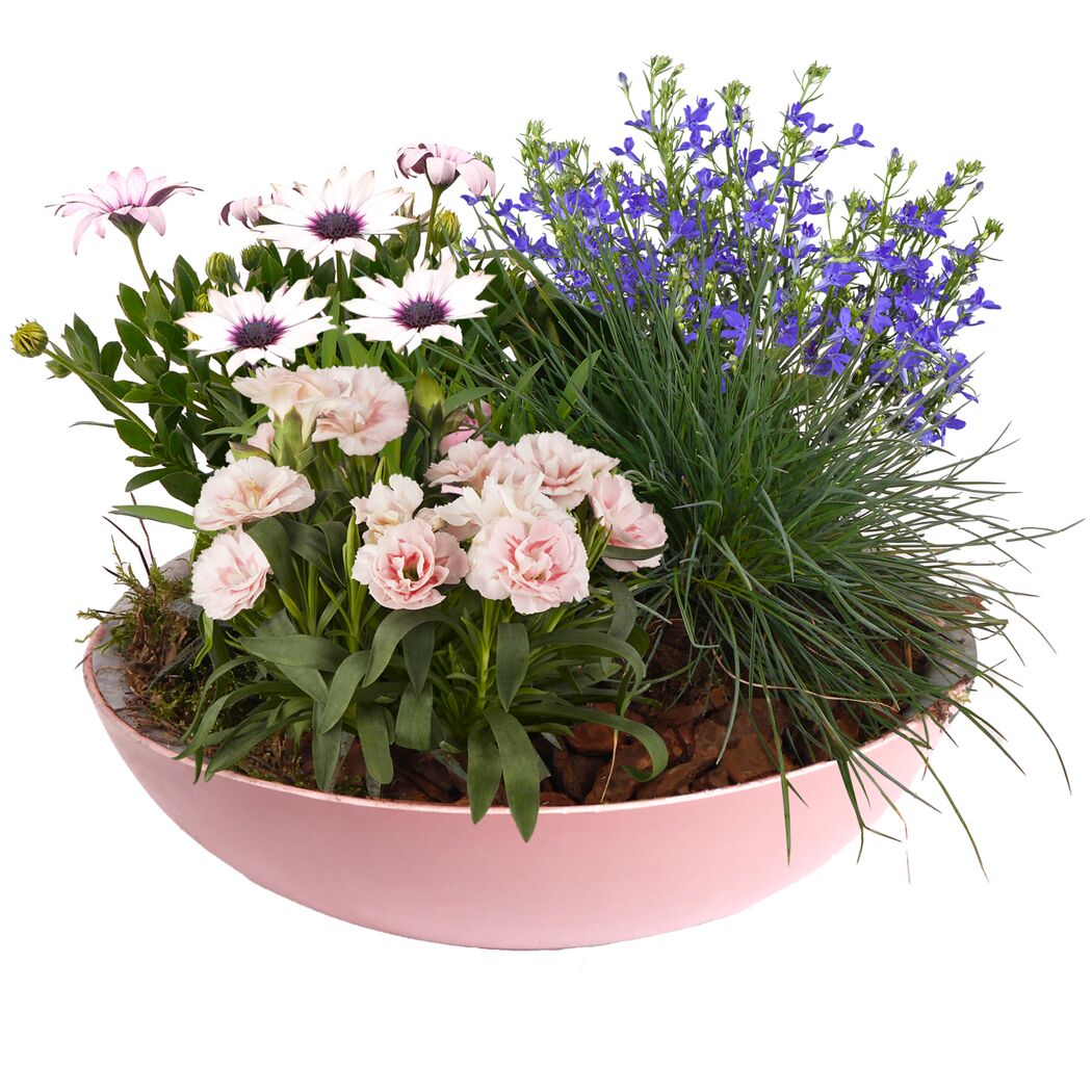 Bepflanzte Zinkschale 30 cm