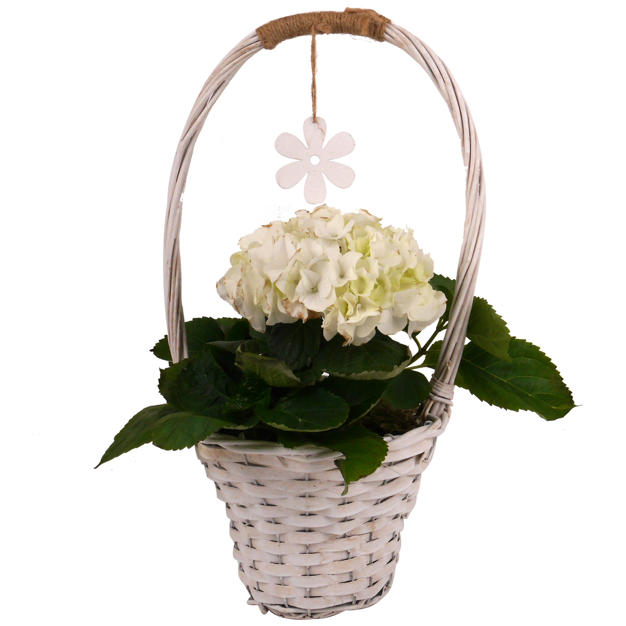 Bauernhortensie im Korb mit Henkel verschiedene Farben 26 cm Topf